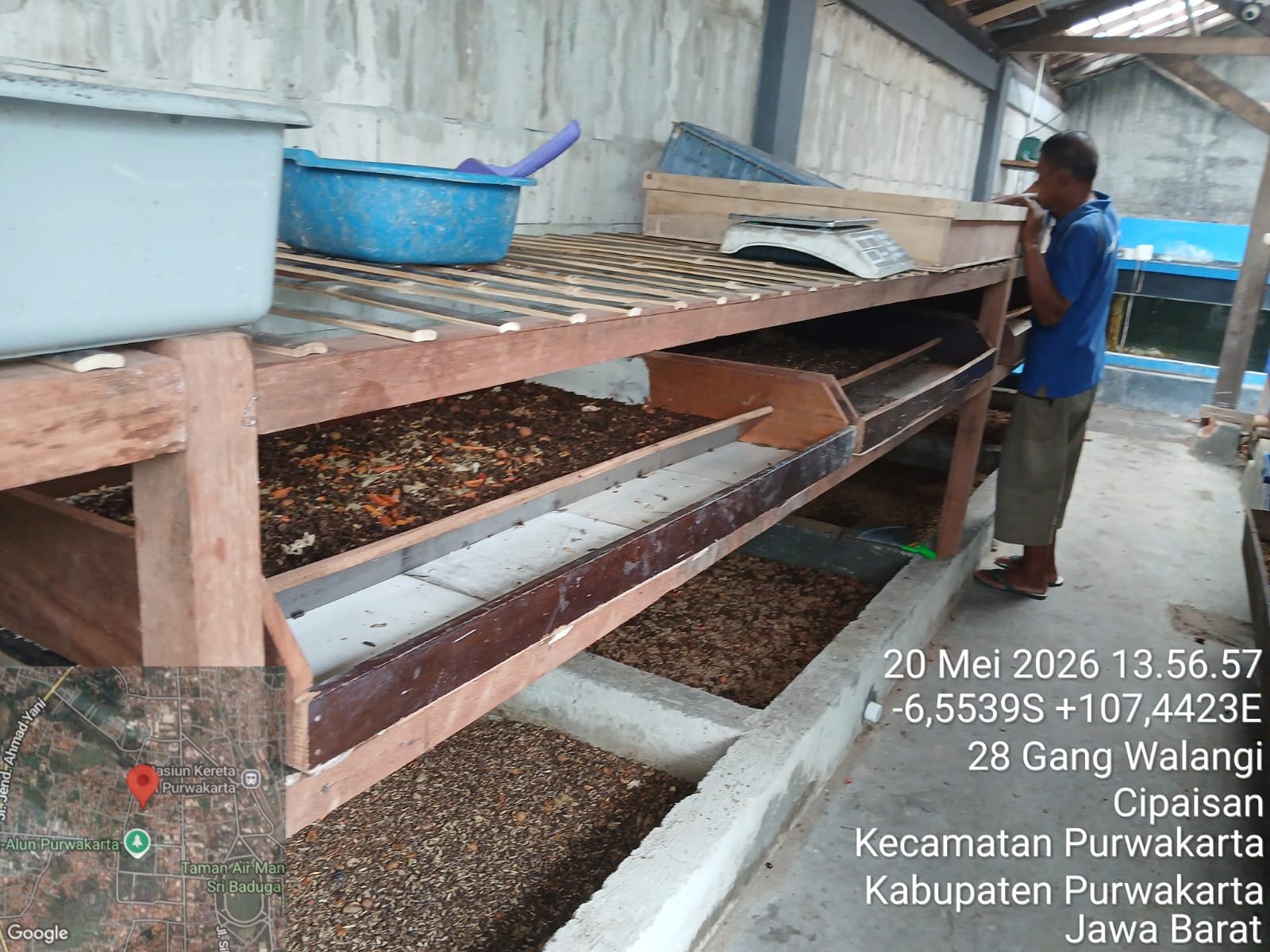 Rak biokonversi lalat BSF dan hasil kasgot di lokasi B7 Walangi