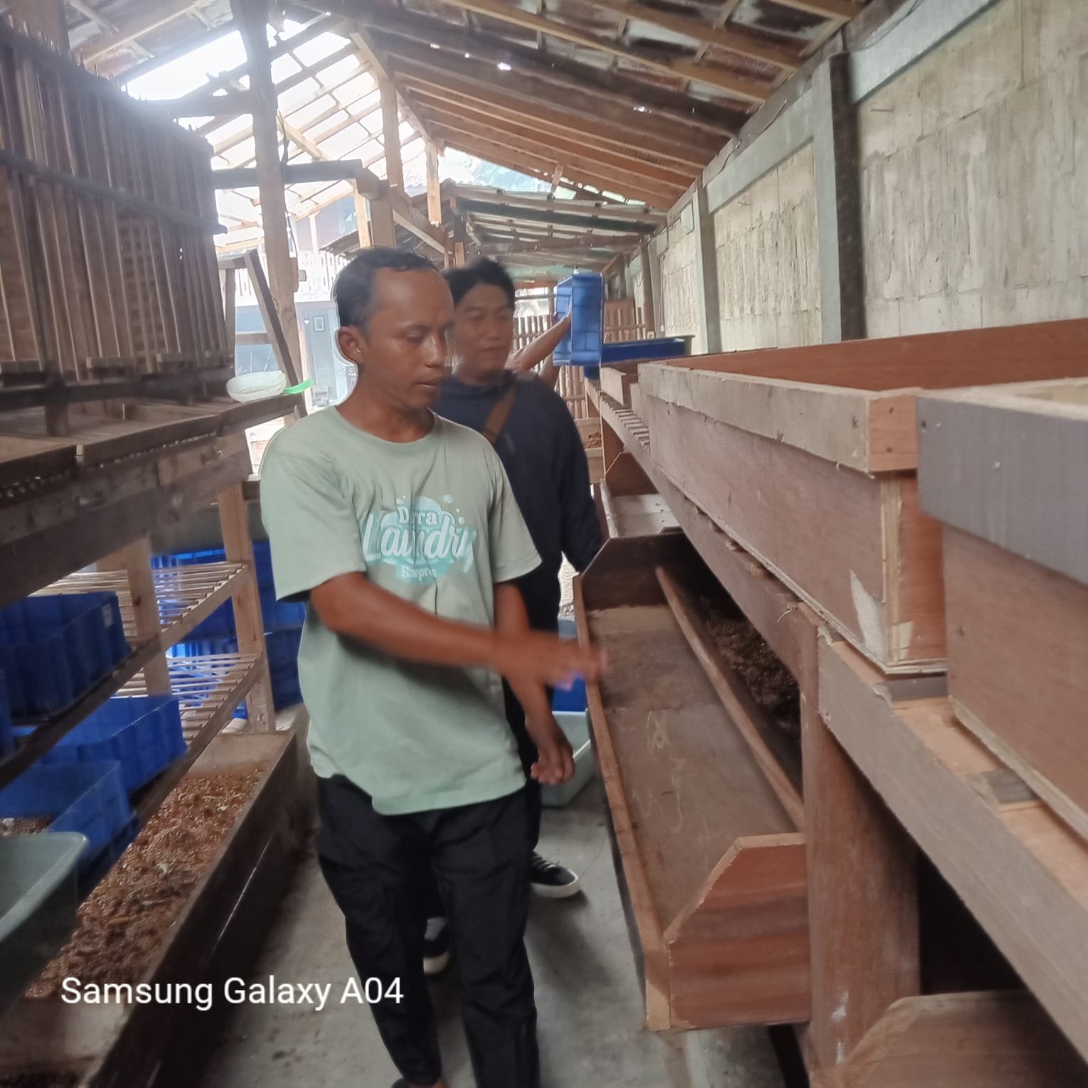 Larva maggot BSF menguraikan sampah organik di rak pembesaran