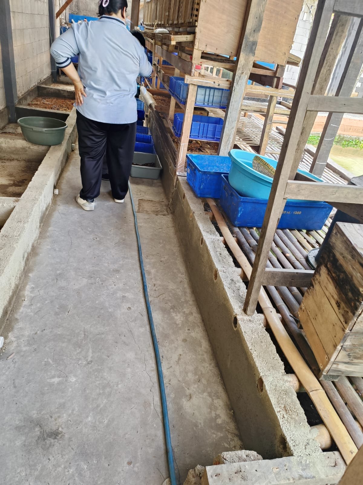Pengelolaan sampah organik B7 Walangi