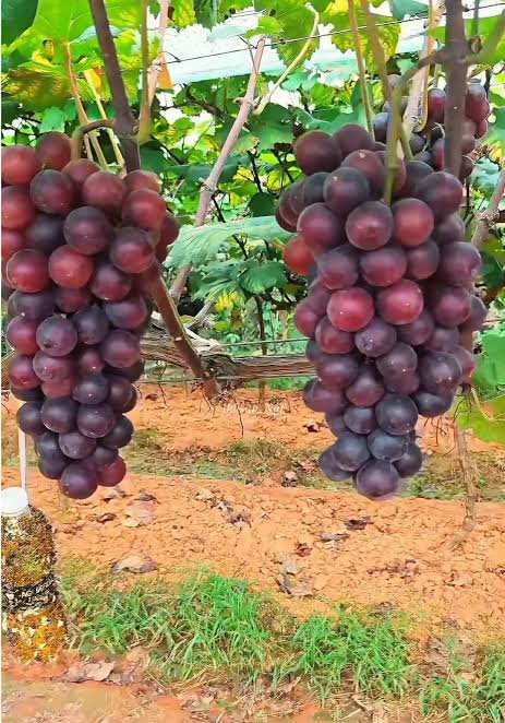 Kebun dan pupuk