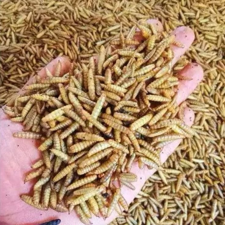 Baby Maggot BSF — produk unggulan B7 Walangi Purwakarta