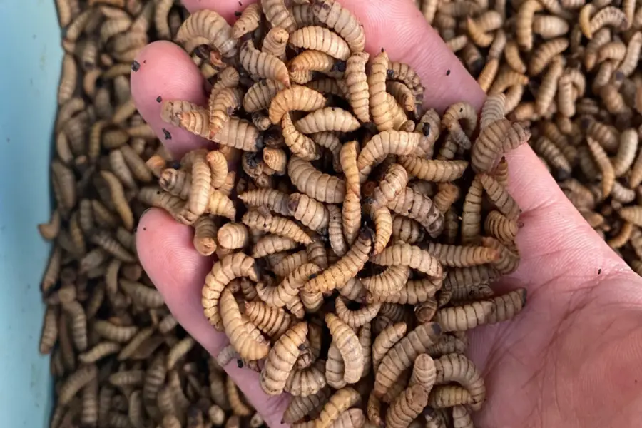 Maggot fresh hidup — pakan bernutrisi tinggi B7 Walangi