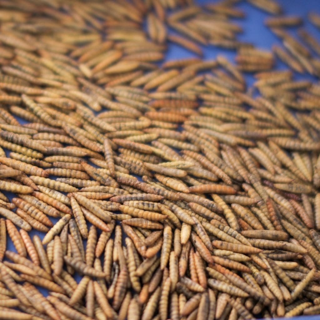 Maggot kering tahan lama — pakan ternak B7 Walangi